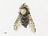  ( - CBG-A33493-A10)  @11 [ ] CreativeCommons - Attribution Share - Alike (2024) CBG Photography Group Centre for Biodiversity Genomics