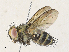  (Lixophaga Malaise5516 - CBG-A33493-B03)  @11 [ ] CreativeCommons - Attribution Share - Alike (2024) CBG Photography Group Centre for Biodiversity Genomics