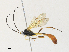 ( - CBG-A33493-C04)  @11 [ ] CreativeCommons - Attribution Share - Alike (2024) CBG Photography Group Centre for Biodiversity Genomics