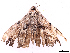  ( - CBG-A33493-H11)  @11 [ ] CreativeCommons - Attribution Share Alike (2024) CBG Photography Group Centre for Biodiversity Genomics