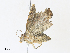  ( - CBG-A33494-C11)  @11 [ ] CreativeCommons - Attribution Share - Alike (2024) CBG Photography Group Centre for Biodiversity Genomics
