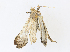  ( - CBG-A33494-C12)  @11 [ ] CreativeCommons - Attribution Share - Alike (2024) CBG Photography Group Centre for Biodiversity Genomics