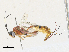 ( - CBG-A33495-A03)  @11 [ ] CreativeCommons - Attribution Share-Alike (2024) CBG Photography Group Centre for Biodiversity Genomics