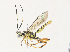  (ichneuMalaise01 Malaise2679 - CBG-A33495-A07)  @11 [ ] CreativeCommons - Attribution Share-Alike (2024) CBG Photography Group Centre for Biodiversity Genomics