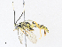  ( - CBG-A33495-A11)  @11 [ ] CreativeCommons - Attribution Share-Alike (2024) CBG Photography Group Centre for Biodiversity Genomics