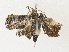  ( - CBG-A33495-B06)  @11 [ ] CreativeCommons - Attribution Share-Alike (2024) CBG Photography Group Centre for Biodiversity Genomics