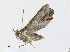 ( - CBG-A33495-G02)  @11 [ ] CreativeCommons - Attribution Share-Alike (2024) CBG Photography Group Centre for Biodiversity Genomics