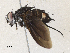  (Scotiptera Malaise6145 - CBG-A33496-B03)  @11 [ ] CreativeCommons - Attribution Share-Alike (2024) CBG Photography Group Centre for Biodiversity Genomics