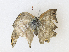  ( - CBG-A33496-F10)  @11 [ ] CreativeCommons - Attribution Share-Alike (2024) CBG Photography Group Centre for Biodiversity Genomics