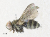 ( - CBG-A33497-F04)  @11 [ ] CreativeCommons - Attribution Share - Alike (2024) CBG Photography Group Centre for Biodiversity Genomics
