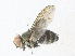  ( - CBG-A33497-F09)  @11 [ ] CreativeCommons - Attribution Share - Alike (2024) CBG Photography Group Centre for Biodiversity Genomics