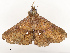  ( - CBG-A65327-C01)  @11 [ ] CreativeCommons - Attribution Share - Alike (2025) CBG Photography Group Centre for Biodiversity Genomics