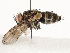  (Lixophaga Janzen8028 - CBG-A67895-D01)  @11 [ ] CreativeCommons - Attribution Share - Alike (2025) CBG Photography Group Centre for Biodiversity Genomics