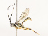  ( - CBG-A67895-G12)  @11 [ ] CreativeCommons - Attribution Share - Alike (2025) CBG Photography Group Centre for Biodiversity Genomics