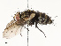  (Lixophaga Malaise0355 - CBG-A67896-F11)  @11 [ ] CreativeCommons - Attribution Share - Alike (2025) CBG Photography Group Centre for Biodiversity Genomics