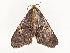  ( - CBG-A67897-F04)  @11 [ ] CreativeCommons - Attribution Share - Alike (2025) CBG Photography Group Centre for Biodiversity Genomics