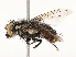  ( - CBG-A67897-F07)  @11 [ ] CreativeCommons - Attribution Share - Alike (2025) CBG Photography Group Centre for Biodiversity Genomics