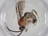  (Exochus Malaise5711 - CBG-A34763-B03)  @11 [ ] CreativeCommons - Attribution Share - Alike (2024) Centre for Biodiversity Genomics Centre for Biodiversity Genomics