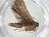  ( - CBG-A34767-H06)  @11 [ ] CreativeCommons - Attribution Share - Alike (2024) Centre for Biodiversity Genomics Centre for Biodiversity Genomics