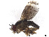  ( - CBG-A34775-E05)  @11 [ ] CreativeCommons - Attribution Share Alike (2024) CBG Photography Group Centre for Biodiversity Genomics
