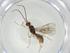  (Hormius Malaise2067 - CBG-A34779-F11)  @11 [ ] CreativeCommons - Attribution Share - Alike (2024) Centre for Biodiversity Genomics Centre for Biodiversity Genomics
