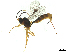  ( - CBG-A36225-F11)  @11 [ ] CreativeCommons - Attribution Share Alike (2024) CBG Photography Group Centre for Biodiversity Genomics