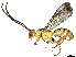  ( - CBG-A36774-H02)  @11 [ ] CreativeCommons - Attribution Share Alike (2024) CBG Photography Group Centre for Biodiversity Genomics