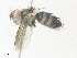  ( - CBG-A36776-B08)  @11 [ ] CreativeCommons - Attribution Share - Alike (2024) CBG Photography Group Centre for Biodiversity Genomics
