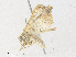  ( - CBG-A36776-F04)  @11 [ ] CreativeCommons - Attribution Share - Alike (2024) CBG Photography Group Centre for Biodiversity Genomics