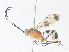  ( - CBG-A36819-F10)  @11 [ ] CreativeCommons - Attribution Share - Alike (2024) CBG Photography Group Centre for Biodiversity Genomics
