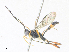  ( - CBG-A36821-B12)  @11 [ ] CreativeCommons - Attribution Share - Alike (2024) CBG Photography Group Centre for Biodiversity Genomics