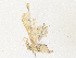  ( - CBG-A36822-C04)  @11 [ ] CreativeCommons - Attribution Share - Alike (2024) CBG Photography Group Centre for Biodiversity Genomics