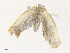  ( - CBG-A38409-B05)  @11 [ ] CreativeCommons - Attribution Share - Alike (2024) CBG Photography Group Centre for Biodiversity Genomics
