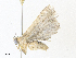  ( - CBG-A38409-B10)  @11 [ ] CreativeCommons - Attribution Share - Alike (2024) CBG Photography Group Centre for Biodiversity Genomics