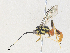  (cryptJanzen01 Malaise1801 - CBG-A38410-F04)  @11 [ ] CreativeCommons - Attribution Share - Alike (2024) CBG Photography Group Centre for Biodiversity Genomics
