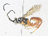  (ichneuMalaise01 Malaise0208 - CBG-A38410-F09)  @11 [ ] CreativeCommons - Attribution Share - Alike (2024) CBG Photography Group Centre for Biodiversity Genomics