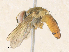  ( - CBG-A38410-H06)  @11 [ ] CreativeCommons - Attribution Share - Alike (2024) CBG Photography Group Centre for Biodiversity Genomics