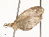  ( - CBG-A51909-B08)  @11 [ ] CreativeCommons - Attribution Share - Alike (2024) CBG Photography Group Centre for Biodiversity Genomics