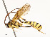  ( - CBG-A51909-E05)  @11 [ ] CreativeCommons - Attribution Share - Alike (2024) CBG Photography Group Centre for Biodiversity Genomics
