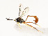  ( - CBG-A51910-G03)  @11 [ ] CreativeCommons - Attribution Share - Alike (2024) CBG Photography Group Centre for Biodiversity Genomics