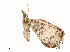  ( - CBG-A51910-H01)  @11 [ ] CreativeCommons - Attribution Share - Alike (2024) CBG Photography Group Centre for Biodiversity Genomics
