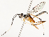  ( - CBG-A51912-A07)  @11 [ ] CreativeCommons - Attribution Share - Alike (2024) CBG Photography Group Centre for Biodiversity Genomics