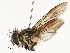  (Lixophaga Malaise0847 - CBG-A51912-H01)  @11 [ ] CreativeCommons - Attribution Share - Alike (2024) CBG Photography Group Centre for Biodiversity Genomics