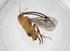  (Diolcogaster Choi93 - CBG-A53537-H08)  @11 [ ] CreativeCommons - Attribution Share - Alike (2024) Centre for Biodiversity Genomics Centre for Biodiversity Genomics