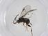  (Dolichogenidea frankjoycei - CBG-A53540-B07)  @11 [ ] CreativeCommons - Attribution Share - Alike (2024) Centre for Biodiversity Genomics Centre for Biodiversity Genomics