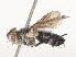  ( - CBG-A53597-G04)  @11 [ ] CreativeCommons - Attribution Share - Alike (2024) CBG Photography Group Centre for Biodiversity Genomics