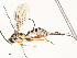  ( - CBG-A53598-C05)  @11 [ ] CreativeCommons - Attribution Share - Alike (2024) CBG Photography Group Centre for Biodiversity Genomics
