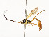  ( - CBG-A53601-C04)  @11 [ ] CreativeCommons - Attribution Share - Alike (2024) CBG Photography Group Centre for Biodiversity Genomics