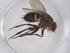  (Ceromya Janzen7553 - CBG-A54291-A02)  @11 [ ] CreativeCommons - Attribution Share - Alike (2024) Centre for Biodiversity Genomics Centre for Biodiversity Genomics