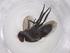  (Lixophaga Janzen2999 - CBG-A54338-A01)  @11 [ ] CreativeCommons - Attribution Share - Alike (2024) Centre for Biodiversity Genomics Centre for Biodiversity Genomics